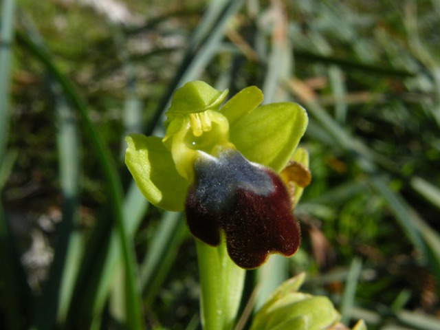 Passeggiate orchidologiche 2013